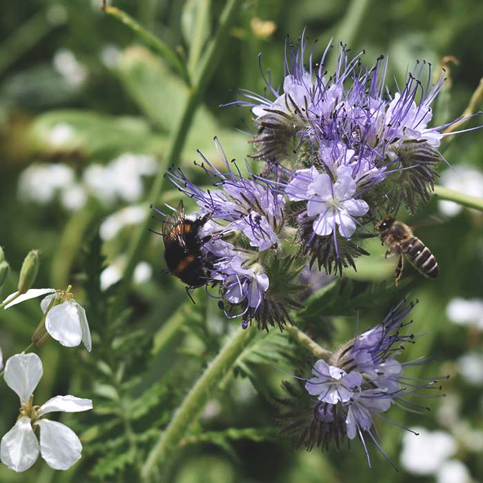 Blühwiese für Artenvielfalt und Honig in Aurich-Walle