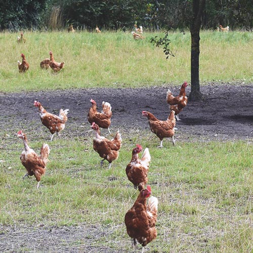 Auricher Eier - Eier im Hofladen Bauer Franz aus Freilandhaltung in Ostfriesland