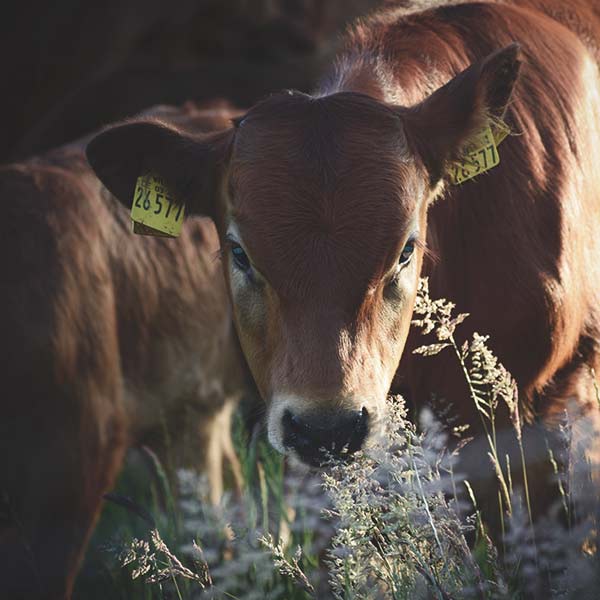 Limousin-Rindfleisch aus Ostfriesland beim Hofladen Bauer Franz in Aurich